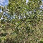 Baccharis dracunculifolia Habitat