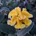 Phlomis fruticosa Цветок