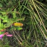 Clappertonia ficifolia Ffrwyth