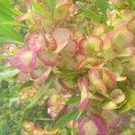 Dodonaea viscosa Цветок