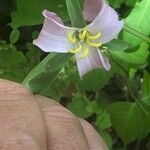 Trillium catesbaei Blüte