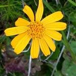 Jacobaea abrotanifoliaFlower