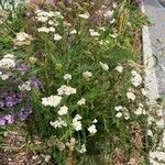 Achillea setacea Лист