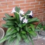 Hippeastrum reticulatum Flower