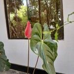 Anthurium scherzerianumFlower