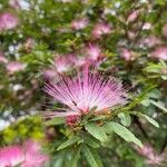 Calliandra selloi Blüte