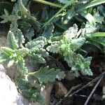 Teucrium chamaedrys Blatt