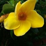 Allamanda schottii Λουλούδι
