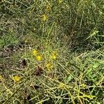 Senna artemisioides Blüte