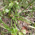 Allium lusitanicum Folla