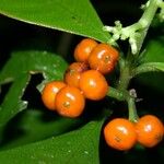 Psychotria racemosa Ffrwyth