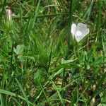 Malva setigera Blad