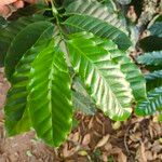 Coffea arabicaপাতা