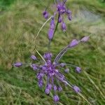 Allium carinatum Flor