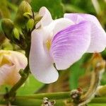 Canavalia rosea 花