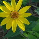 Tithonia tubaeformis Blüte
