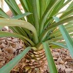 Yucca rupicola Кора