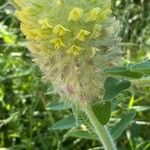 Astragalus alopecurus Sonstige