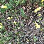 Aureolaria grandiflora Blüte