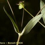 Vaccaria hispanica 樹皮