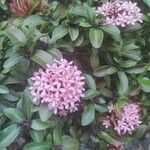 Ixora coccinea Flower