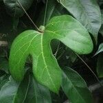 Aristolochia trilobata ᱥᱟᱠᱟᱢ