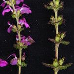 Pedicularis gracilis Yeri