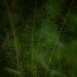 Panicum trichanthum Flor