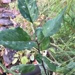 Betula humilis Leaf