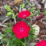 Dianthus chinensis Blüte