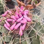 Melocactus matanzanus Frucht