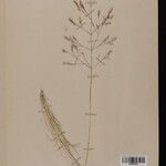 Aira provincialis Mosusu