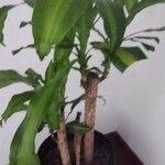 Dracaena fragransFolla