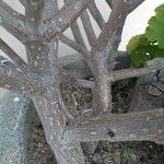Plectranthus barbatus 樹皮
