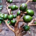 Tapirira guianensis Fruit