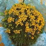 Draba aizoides Elinympäristö