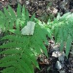 Athyrium filix-femina Natur