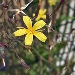 Lactuca muralis Çiçek