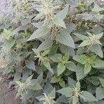 Urtica dioica Habit