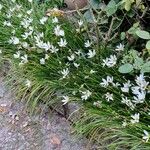 Zephyranthes candida Hoja