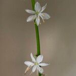 Chlorophytum comosum 花