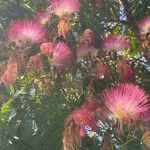 Albizia julibrissin Blüte