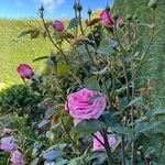 Rosa lucieaeBlomst