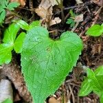 Phyteuma ovatum Leaf