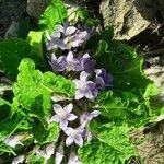 Mandragora officinarumFlower