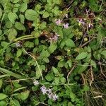 Dianella ensifolia Hábito