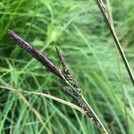 Carex elata പുഷ്പം