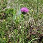 Cirsium canum Květ