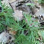 Lycopodium complanatum Folha