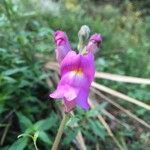 Antirrhinum majusFlower